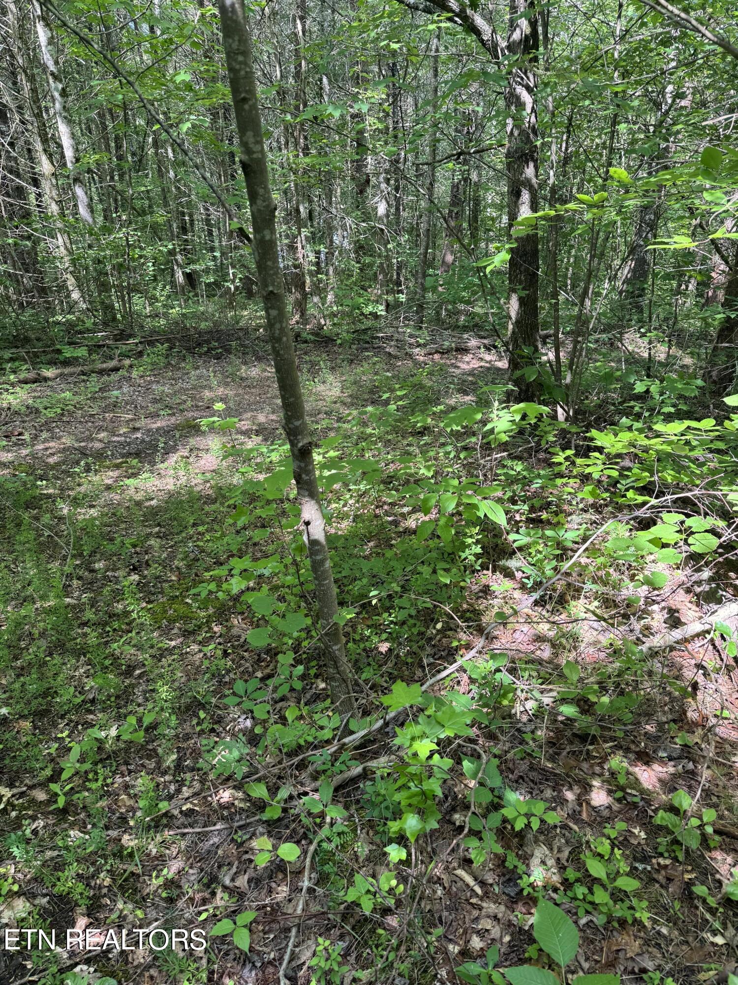 Tall Pines Way Sevierville, TN 37876 - Photo 21 of 46 IMG_1803