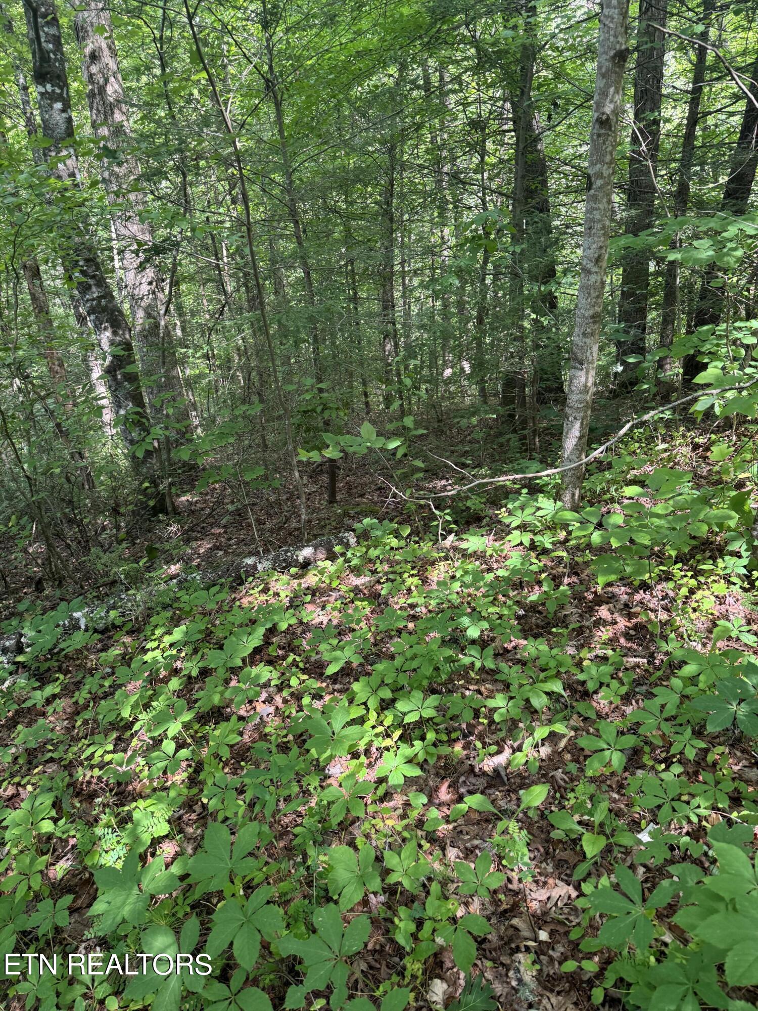 Tall Pines Way Sevierville, TN 37876 - Photo 25 of 46 IMG_1807