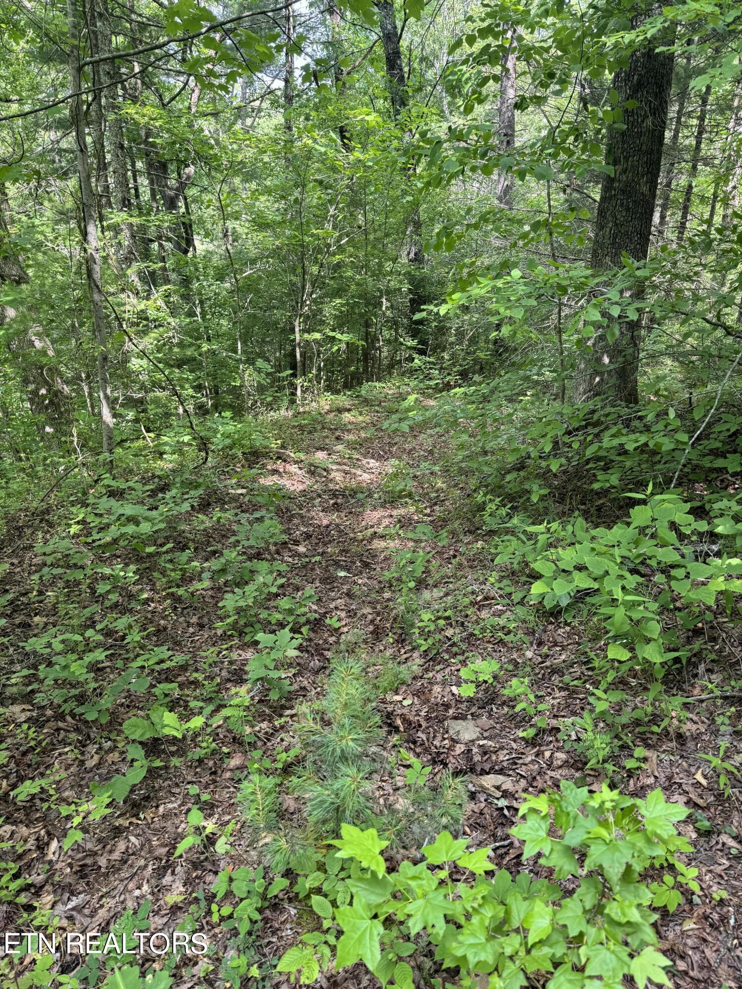 Tall Pines Way Sevierville, TN 37876 - Photo 26 of 46 IMG_1810