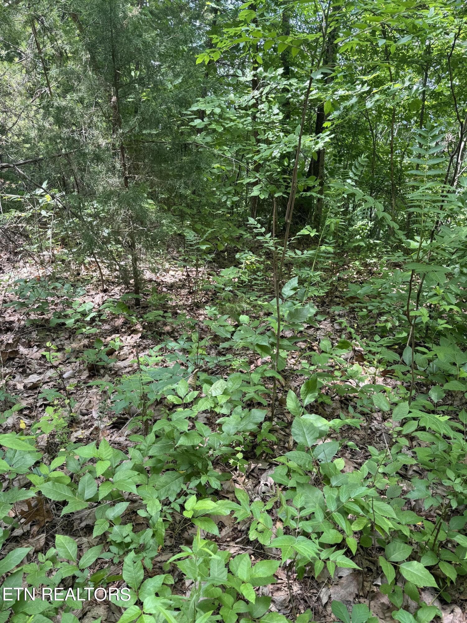 Tall Pines Way Sevierville, TN 37876 - Photo 29 of 46 IMG_1813