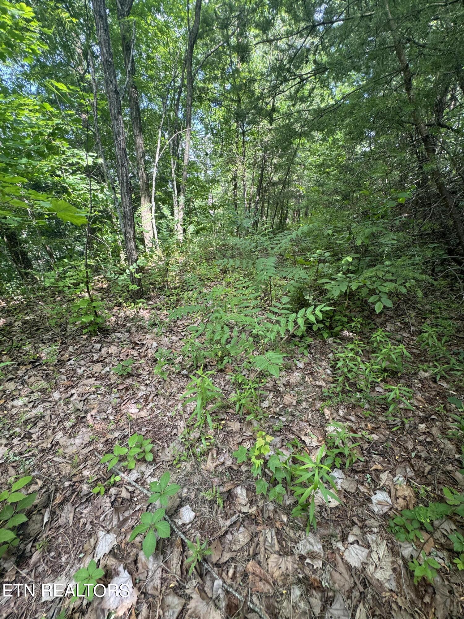 Tall Pines Way Sevierville, TN 37876 - Photo 31 of 46 IMG_1815