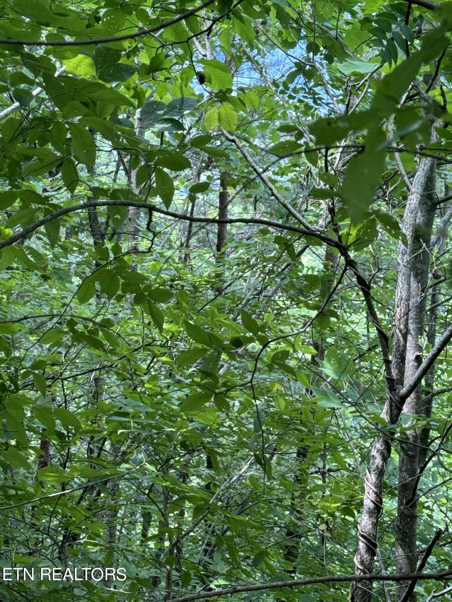 Tall Pines Way Sevierville, TN 37876 - Photo 33 of 46 IMG_1817