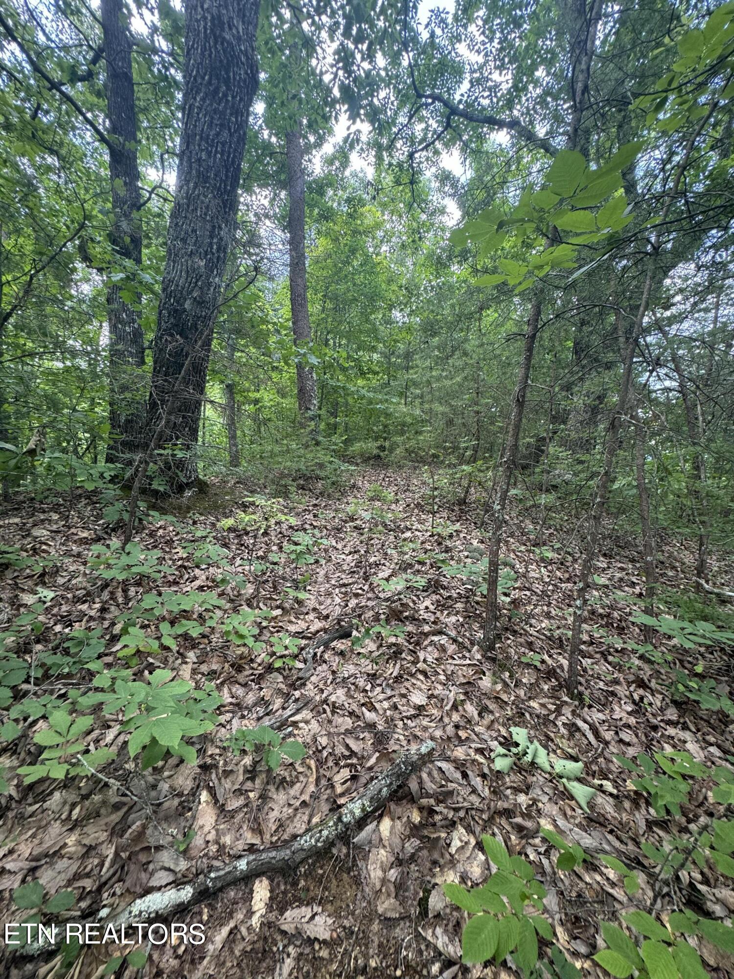 Tall Pines Way Sevierville, TN 37876 - Photo 38 of 46 IMG_1822