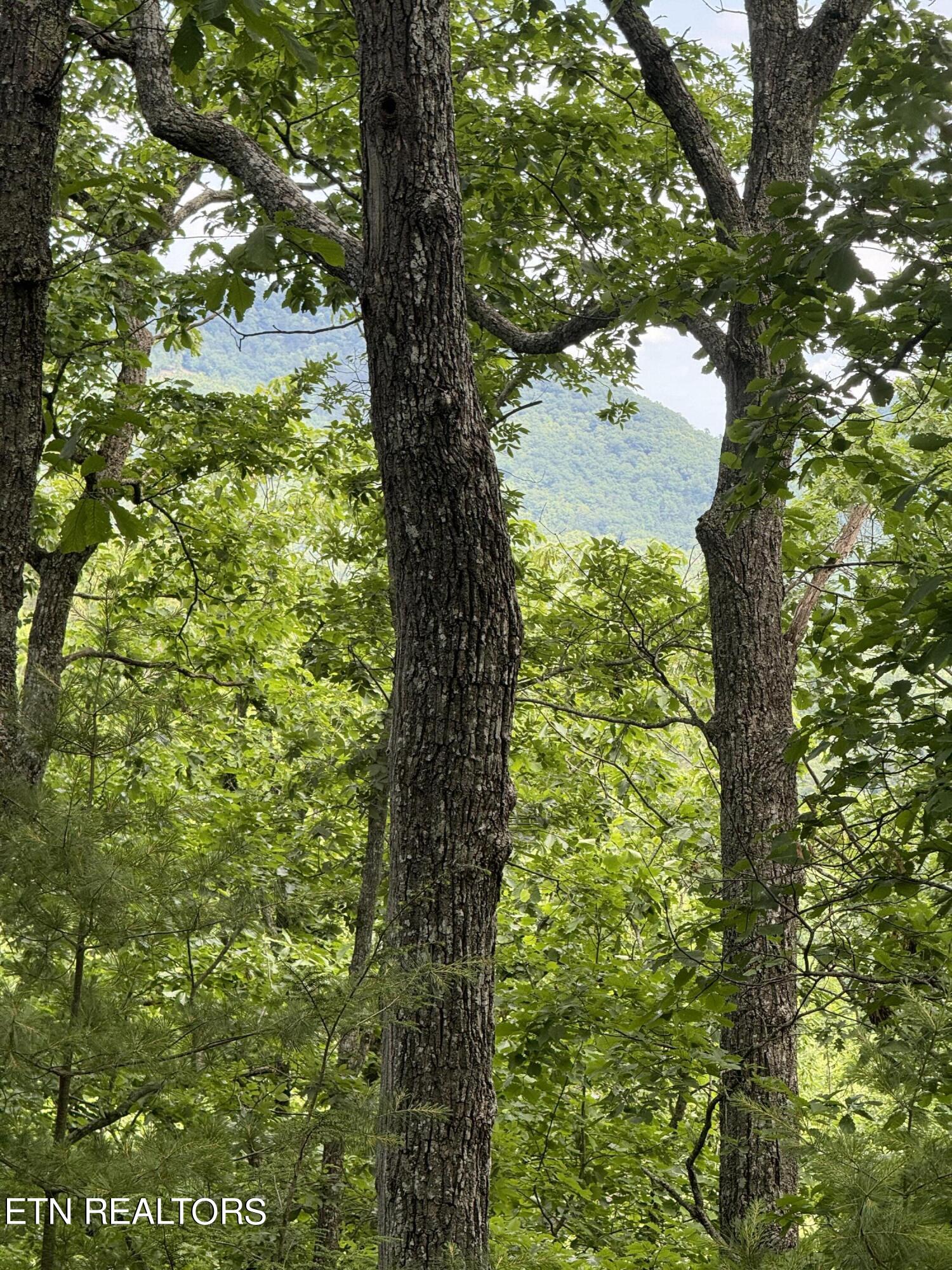 Tall Pines Way Sevierville, TN 37876 - Photo 40 of 46 IMG_1824