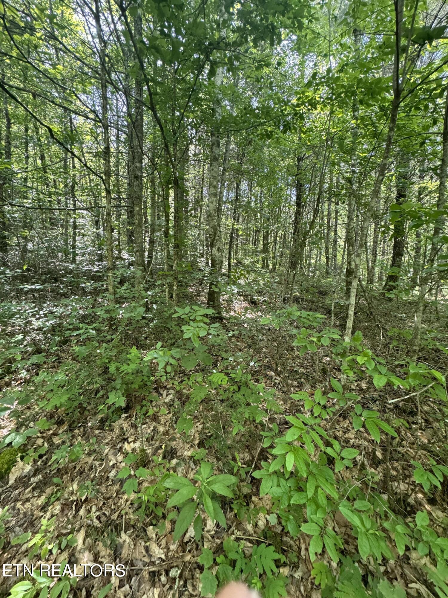 Tall Pines Way Sevierville, TN 37876 - Photo 6 of 46 IMG_1787