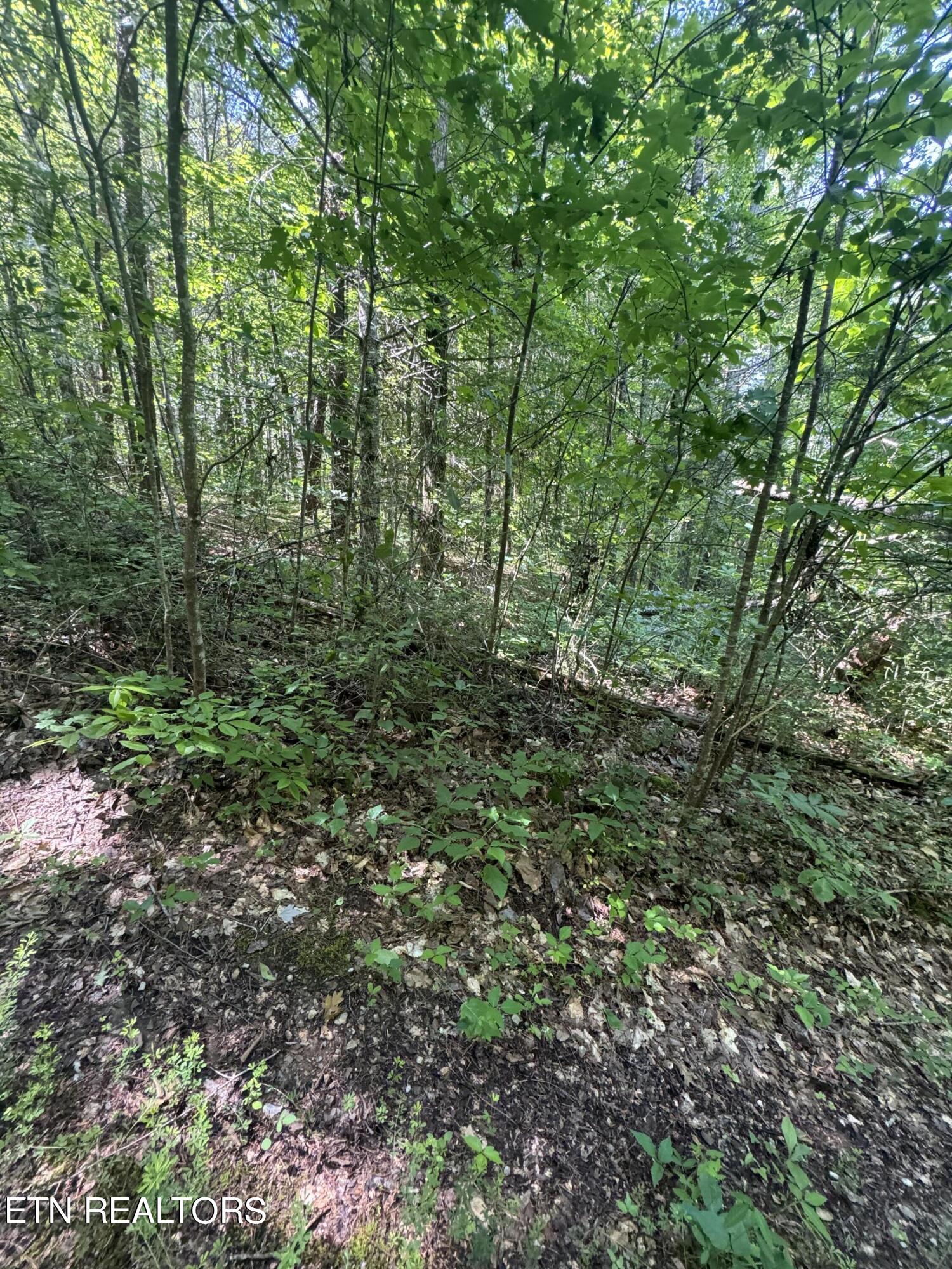 Tall Pines Way Sevierville, TN 37876 - Photo 8 of 46 IMG_1789