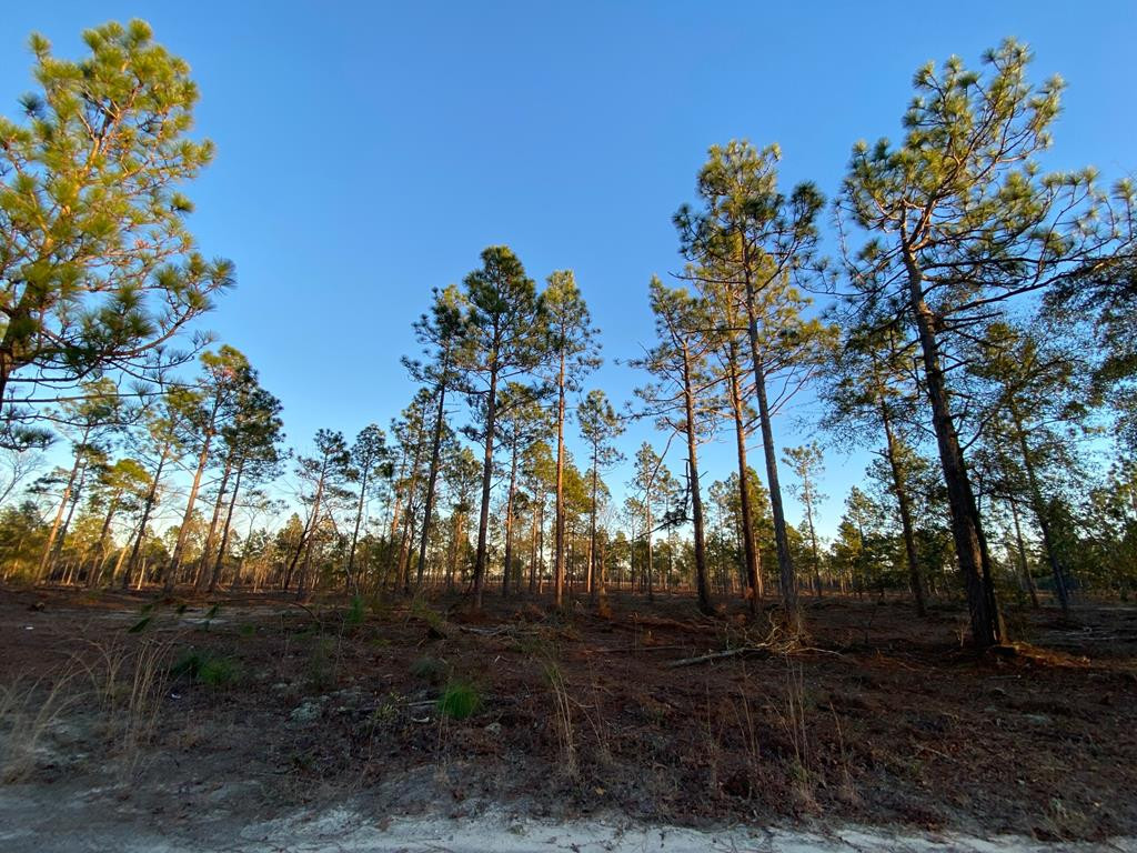 Lot 3-4) Lot 3-4) State Park Road Windsor, SC 29856 - Photo 2 of 8