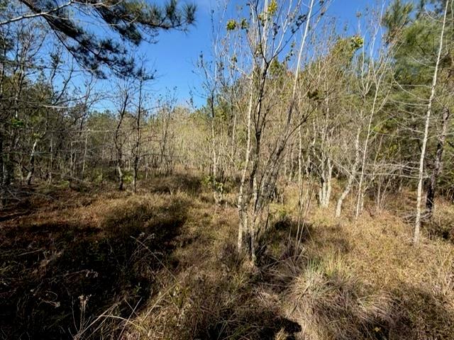 0 Highway 1063 Independence, LA 70443 - Photo 11 of 15