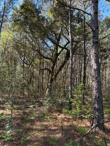 0 Highway 1063 Independence, LA 70443 - Photo 12 of 15