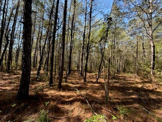 0 Highway 1063 Independence, LA 70443 - Photo 13 of 15