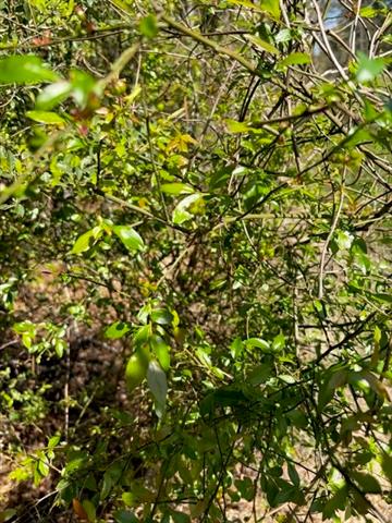 0 Highway 1063 Independence, LA 70443 - Photo 14 of 15