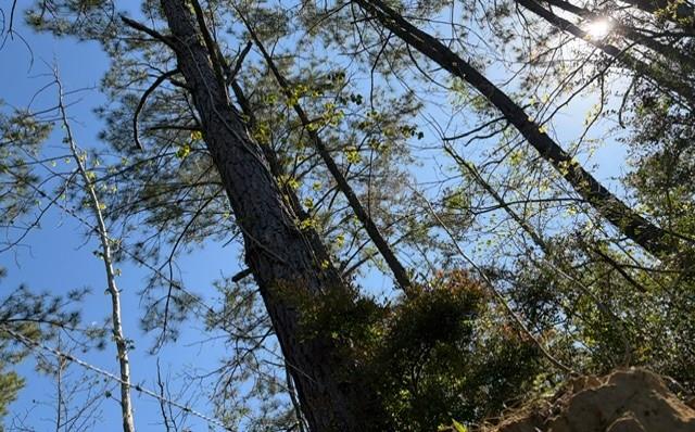 0 Highway 1063 Independence, LA 70443 - Photo 3 of 15