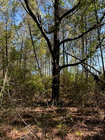 0 Highway 1063 Independence, LA 70443 - Photo 4 of 15