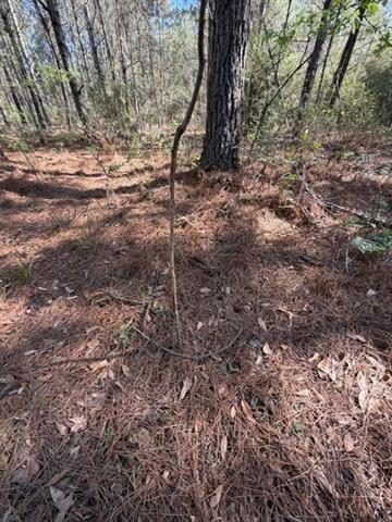 0 Highway 1063 Independence, LA 70443 - Photo 8 of 15