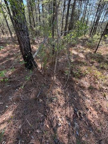 0 Highway 1063 Independence, LA 70443 - Photo 10 of 15