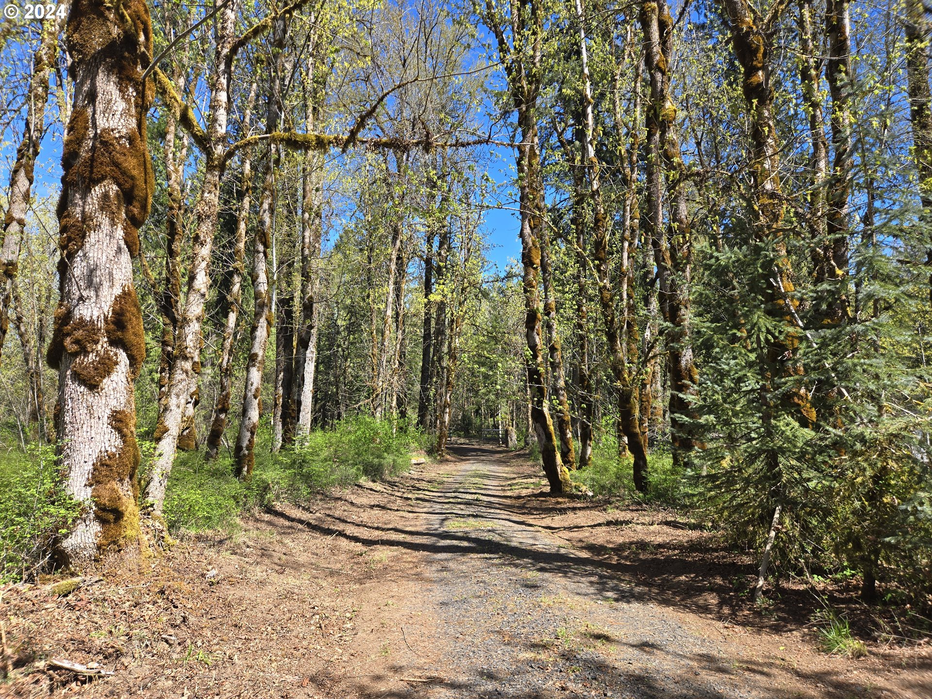 642 Cannavinna Road Carson, WA 98610 - Photo 33 of 36 Driveway