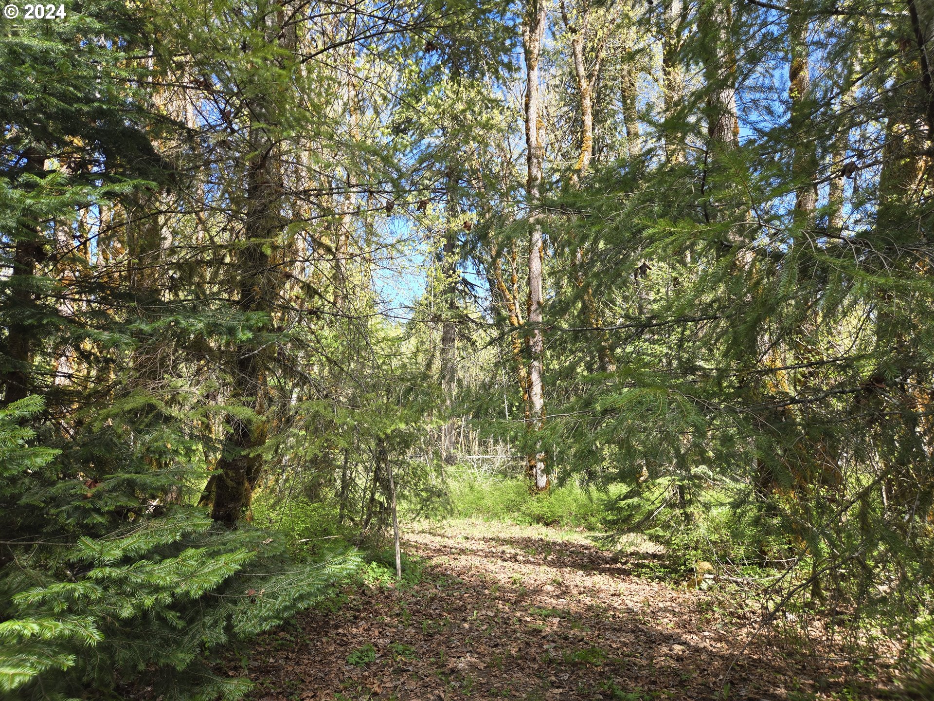 642 Cannavinna Road Carson, WA 98610 - Photo 36 of 36