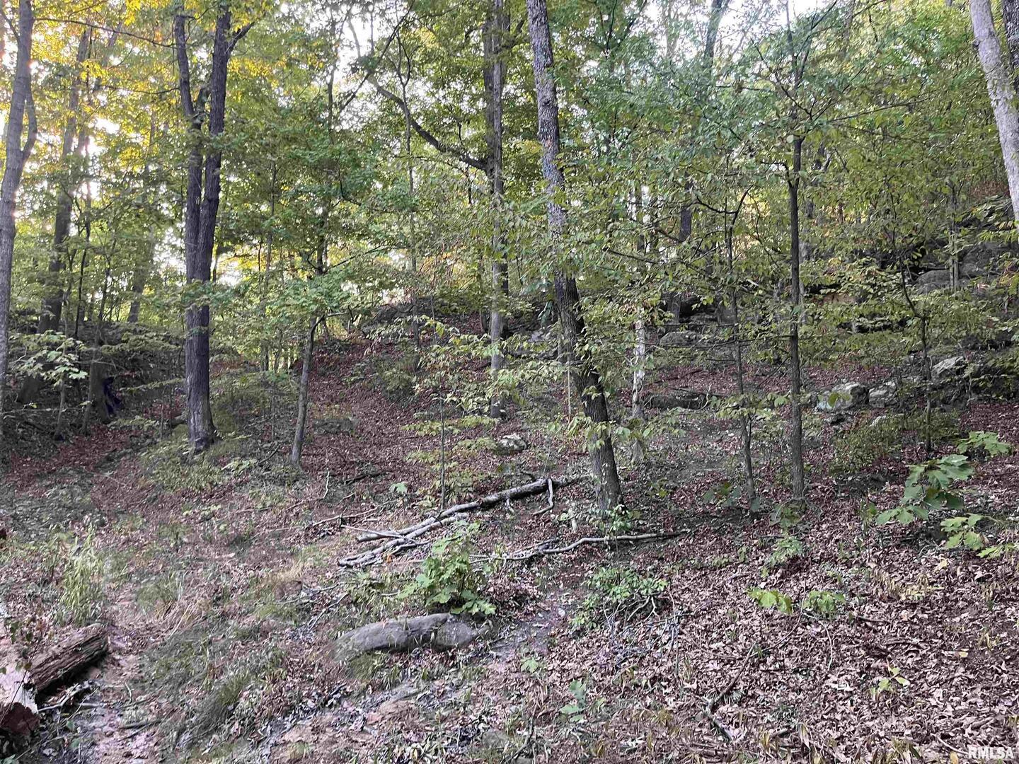 5435 Hickory Ridge Road Pomona, IL 62975 - Photo 64 of 67 a view of a forest that has large trees