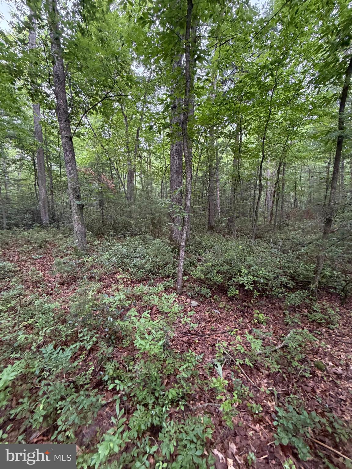 Lot 8-2ac Lot 8-2ac Grizzly Road Mathias, WV 26812 - Photo 12 of 18