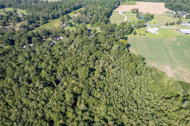 a close up of a plant in a garden
