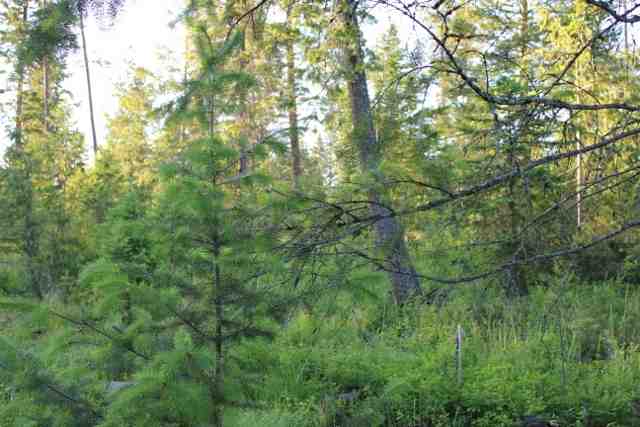 Xx Xx Stonebrook Way Springdale, WA 99173 - Photo 6 of 9