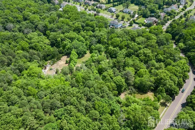 view of a lush green forest with lots of trees