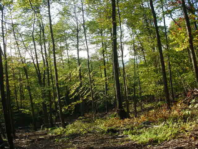 117 Brush Hill Road Great Barrington, MA 01230 - Photo 3 of 9 great large double parcel with views