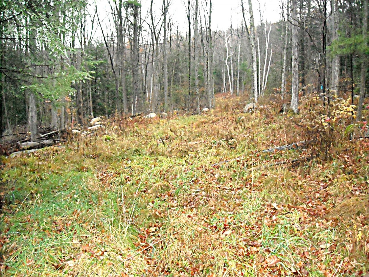 117 Brush Hill Road Great Barrington, MA 01230 - Photo 6 of 9 interior of the land