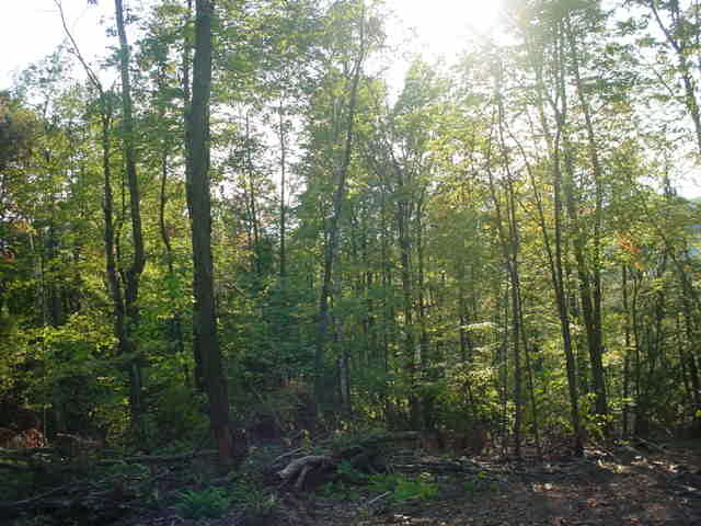 117 Brush Hill Road Great Barrington, MA 01230 - Photo 7 of 9 only a mile from downtown G.B.