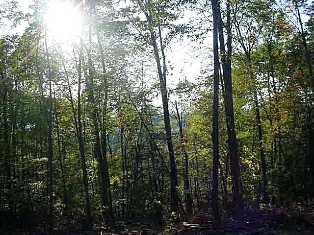 117 Brush Hill Road Great Barrington, MA 01230 - Photo 9 of 9 wonderful nature preserved
