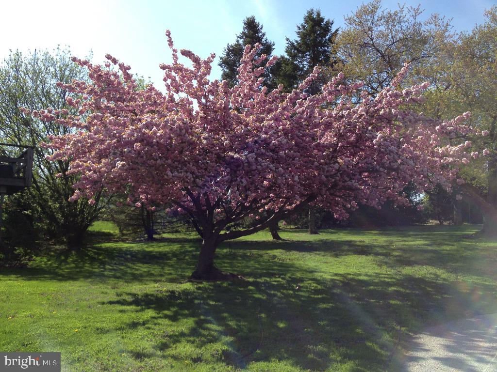 526 Egypt Road Phoenixville, PA 19460 - Photo 41 of 64 a view of a trees in a yard
