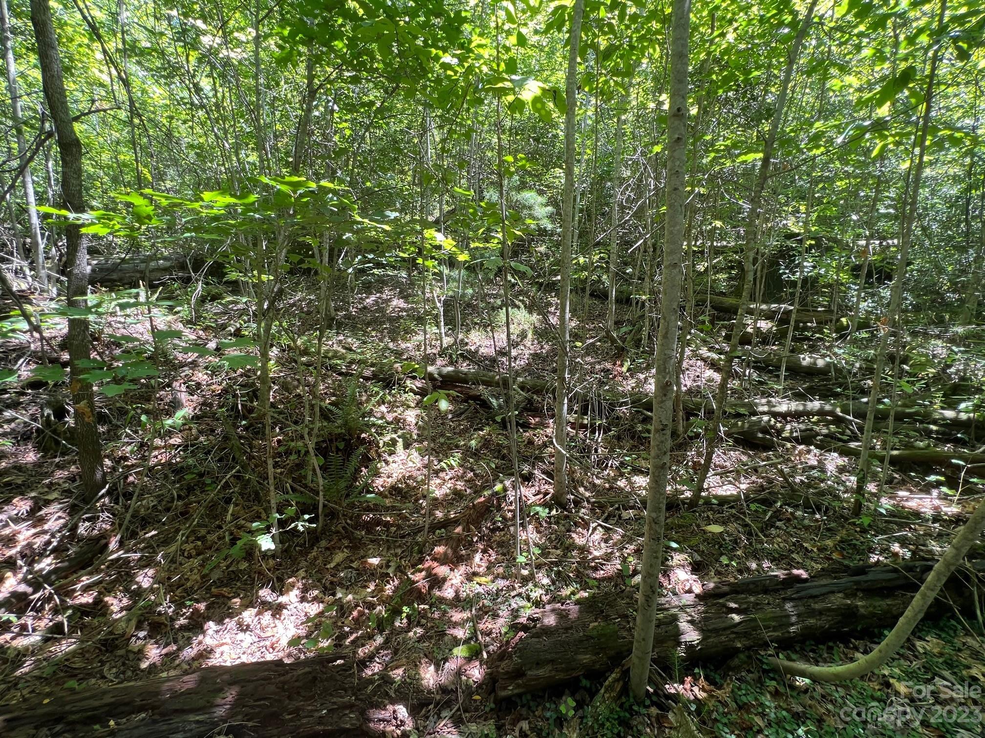 Lot 24 Round Mountain Road, Unit 24 Brevard, NC 28712 - Photo 11 of 22 a view of a tree