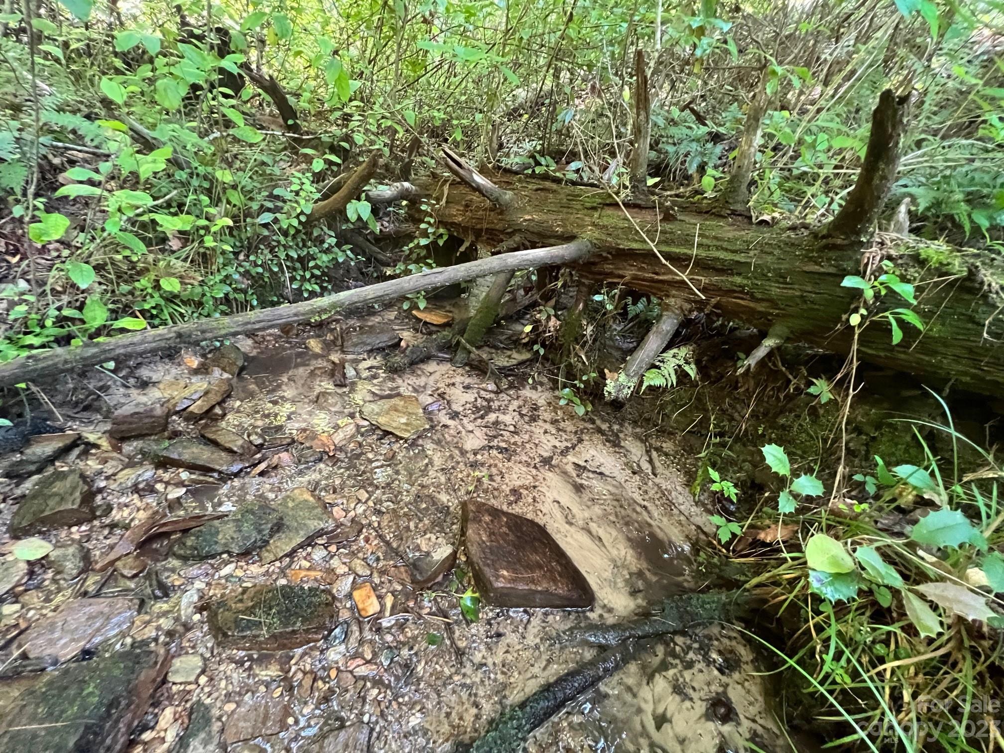 Lot 24 Round Mountain Road, Unit 24 Brevard, NC 28712 - Photo 13 of 22 a view of a plant with a plant