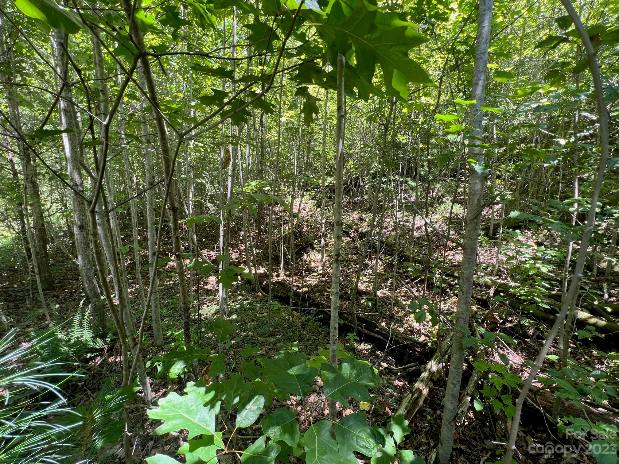 Lot 24 Round Mountain Road, Unit 24 Brevard, NC 28712 - Photo 4 of 22 a view of a lush green forest