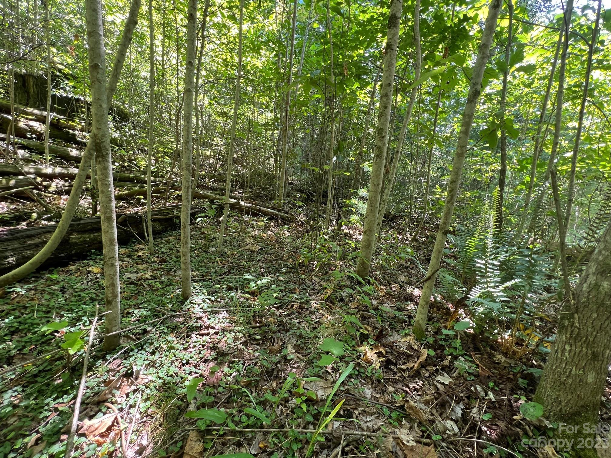 Lot 24 Round Mountain Road, Unit 24 Brevard, NC 28712 - Photo 6 of 22 a view of a forest