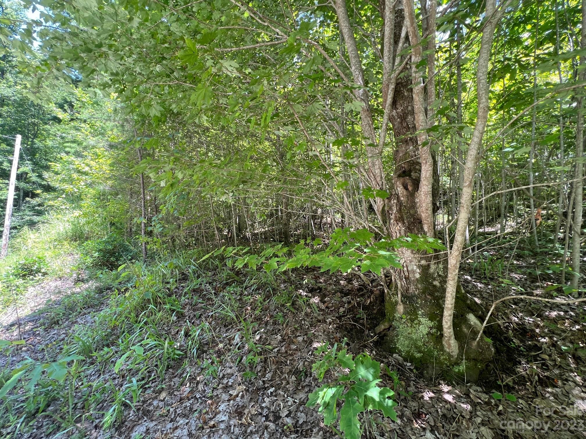 Lot 24 Round Mountain Road, Unit 24 Brevard, NC 28712 - Photo 8 of 22 a view of a garden with plants
