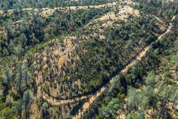 a view of a tree with a tree