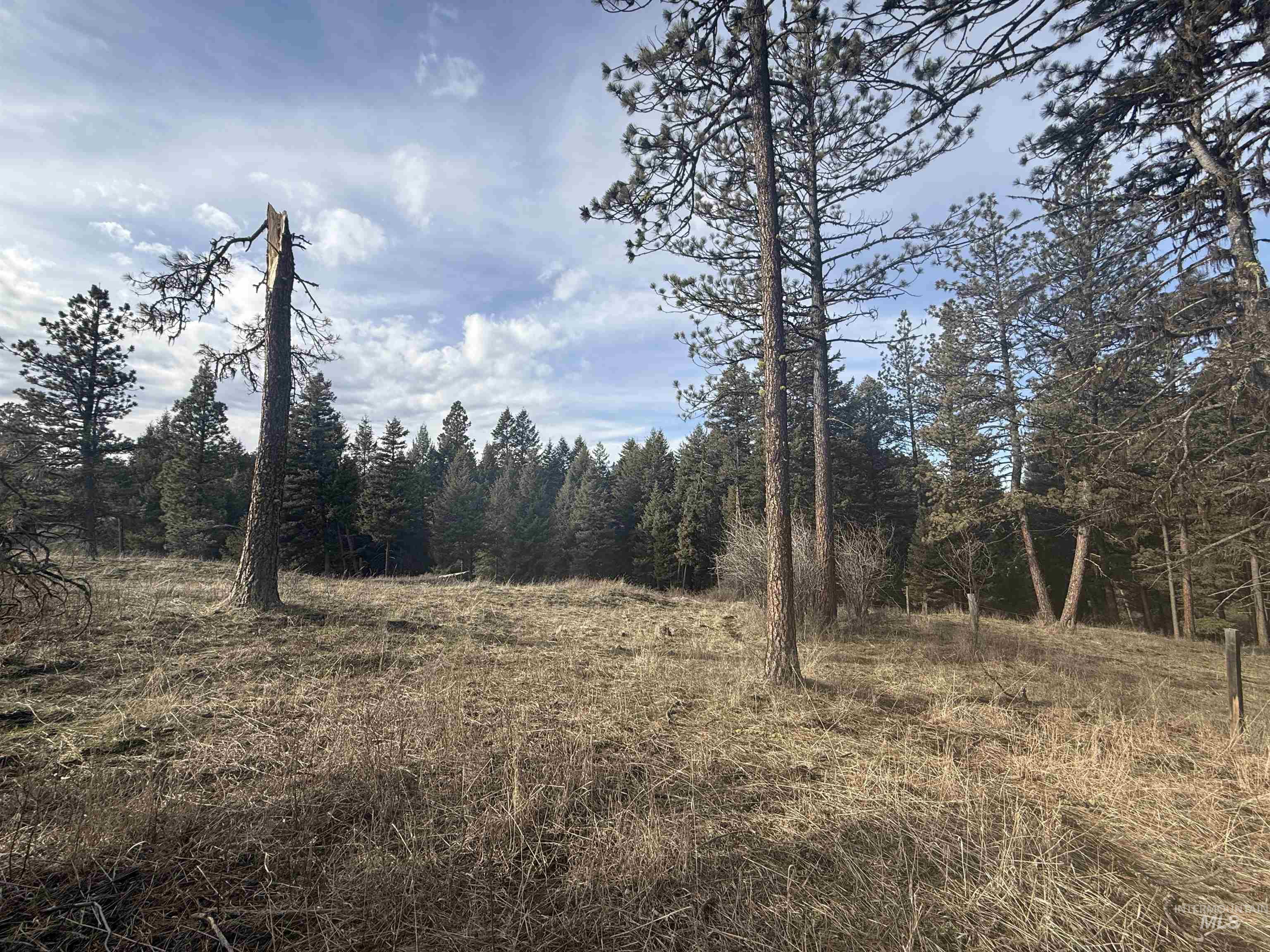 Tbd Rieman Road Cottonwood, ID 83522 - Photo 30 of 47 View of woods