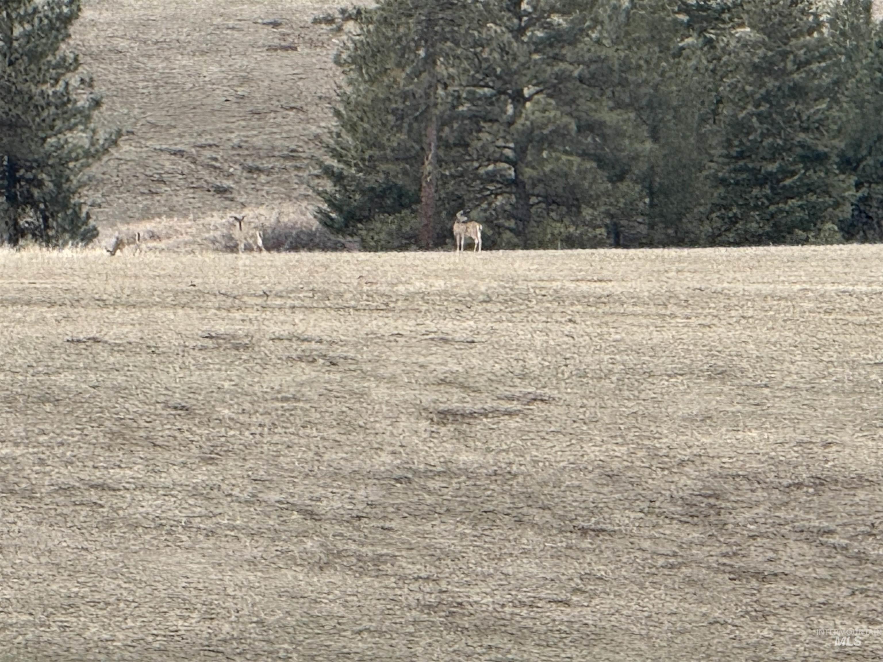 Tbd Rieman Road Cottonwood, ID 83522 - Photo 41 of 47