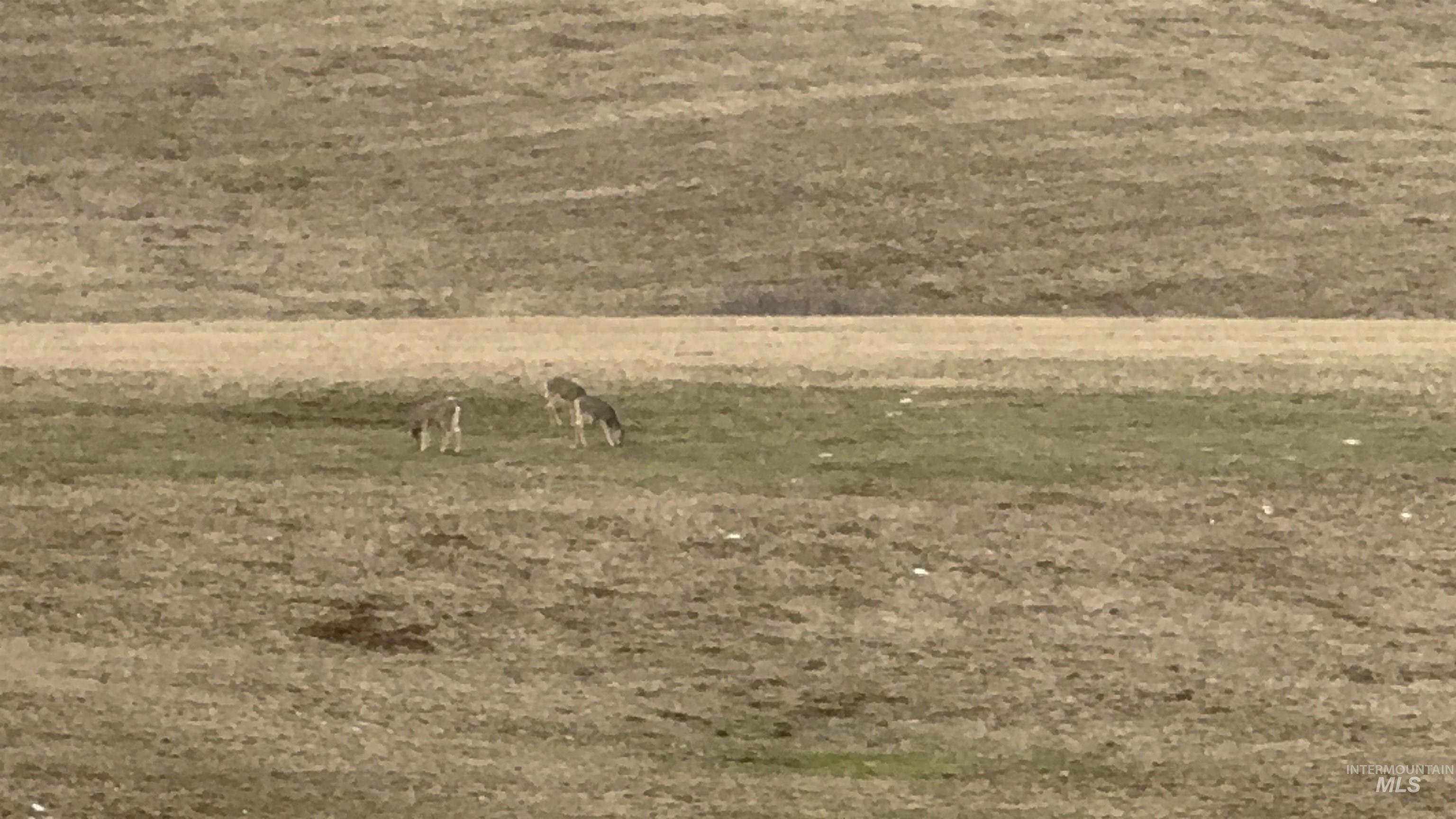 Tbd Rieman Road Cottonwood, ID 83522 - Photo 42 of 47