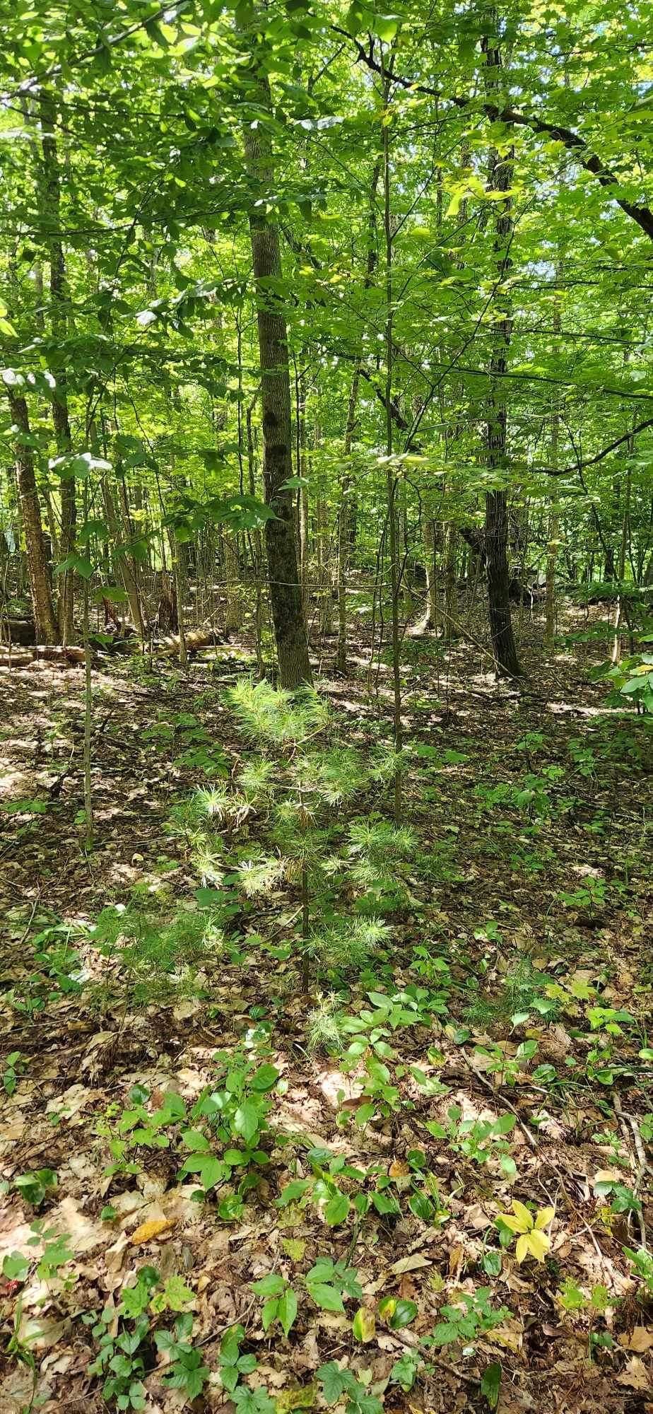 0 Stackpole Road Bethel, VT 05032 - Photo 5 of 8