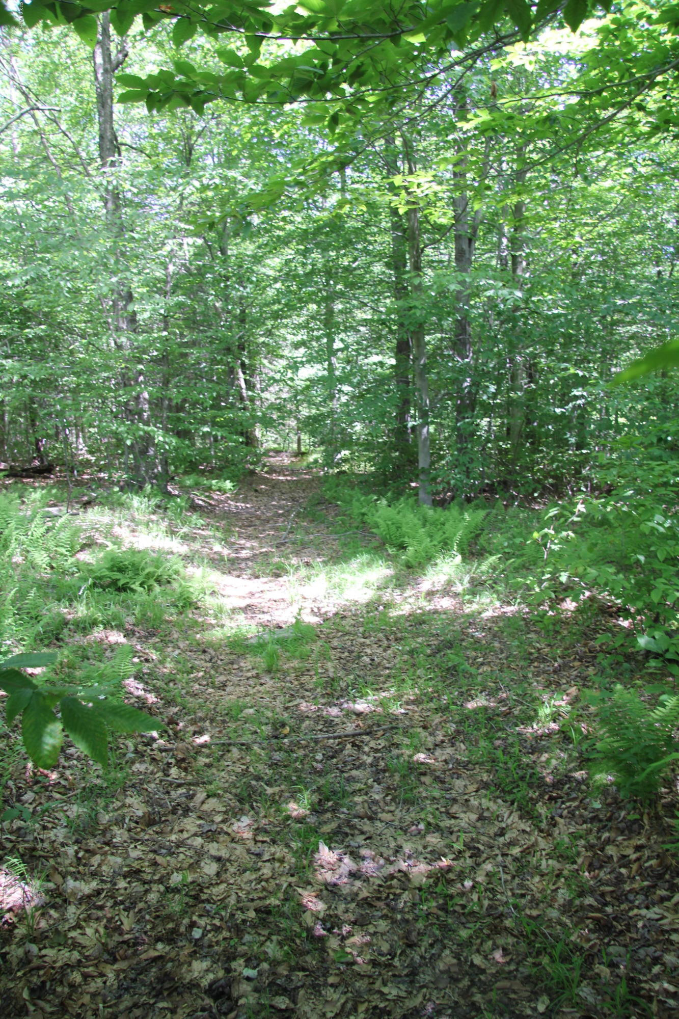 107 Lillie Road Waymart, PA 18472 - Photo 37 of 49 Trail