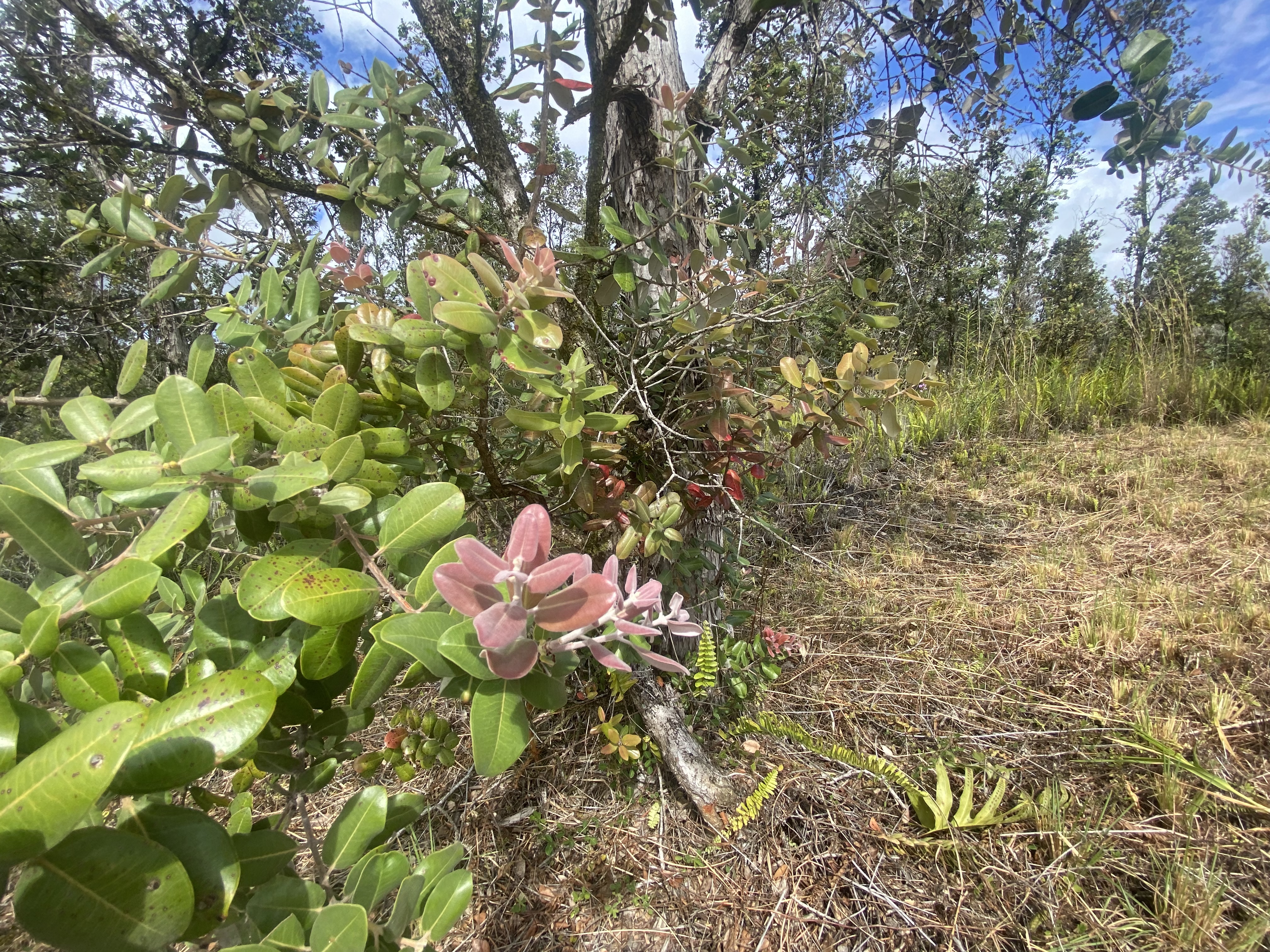 13-1037 Kamaili Road Pahoa, HI 96778 - Photo 11 of 24
