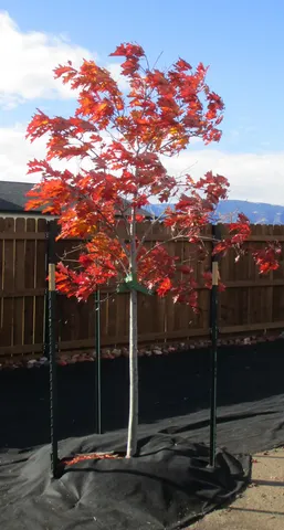 $487,279 | 1458 Stone Rdg Dr., Ranchester, WY 82839