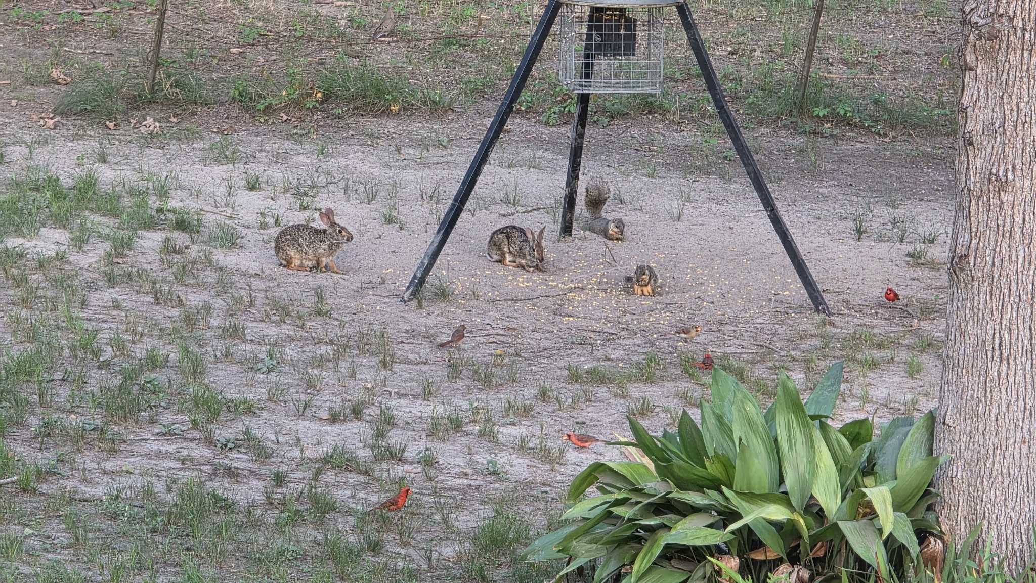 729 Centerhill Cemetery Road Crockett, TX 75835 - Photo 42 of 43 a view of a dry yard with wooden fence