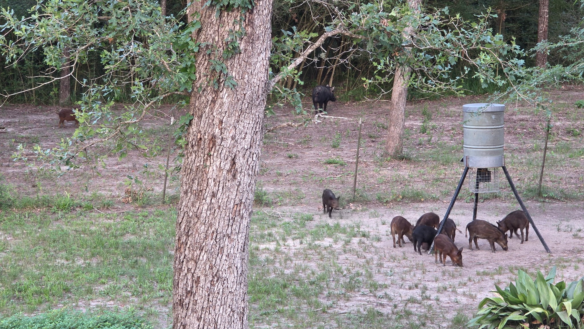 729 Centerhill Cemetery Road Crockett, TX 75835 - Photo 10 of 43 a view of a backyard with plants and large tree