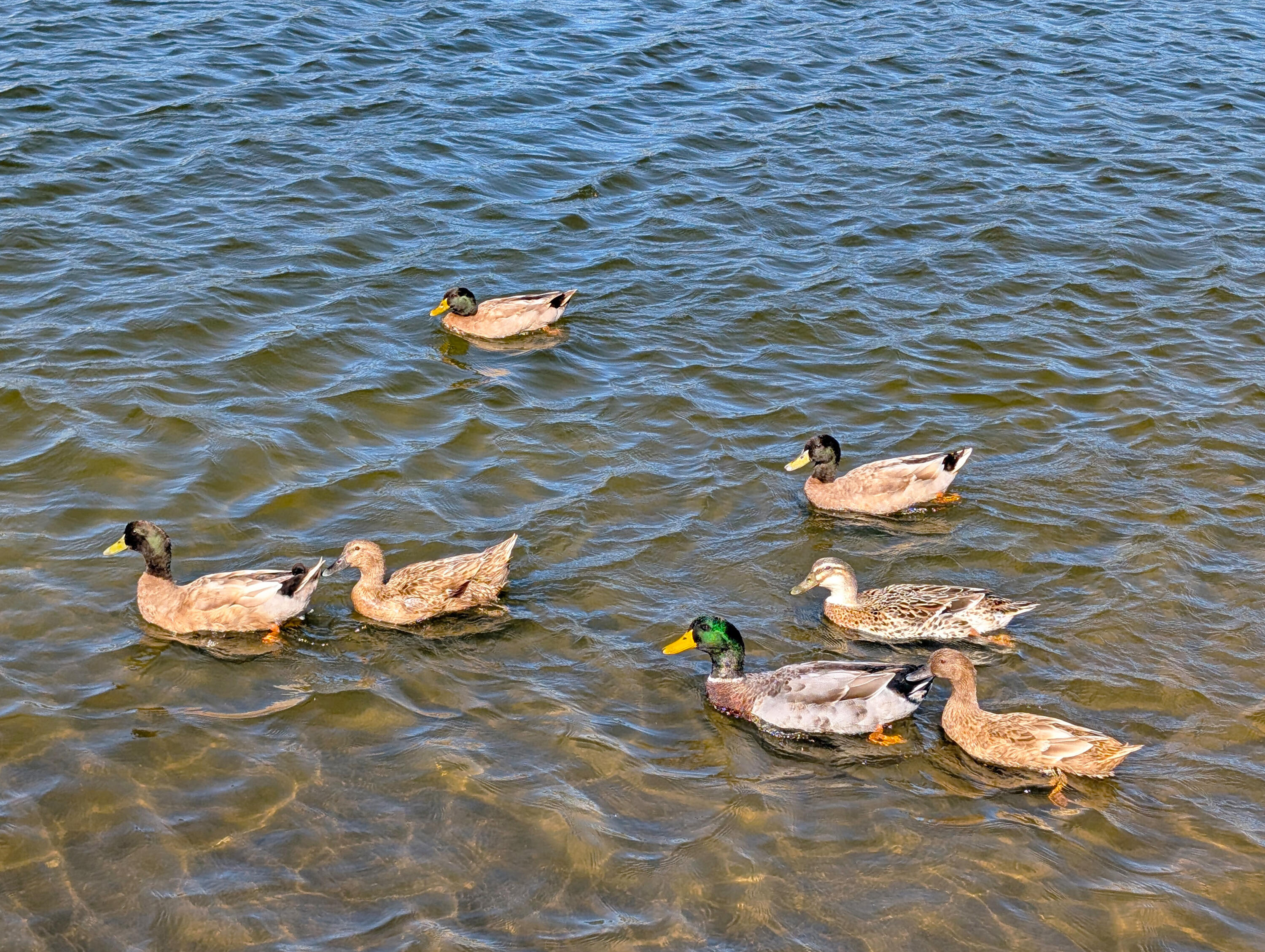 5331 Angelica Circle Awendaw, SC 29429 - Photo 24 of 34 62-Ducks