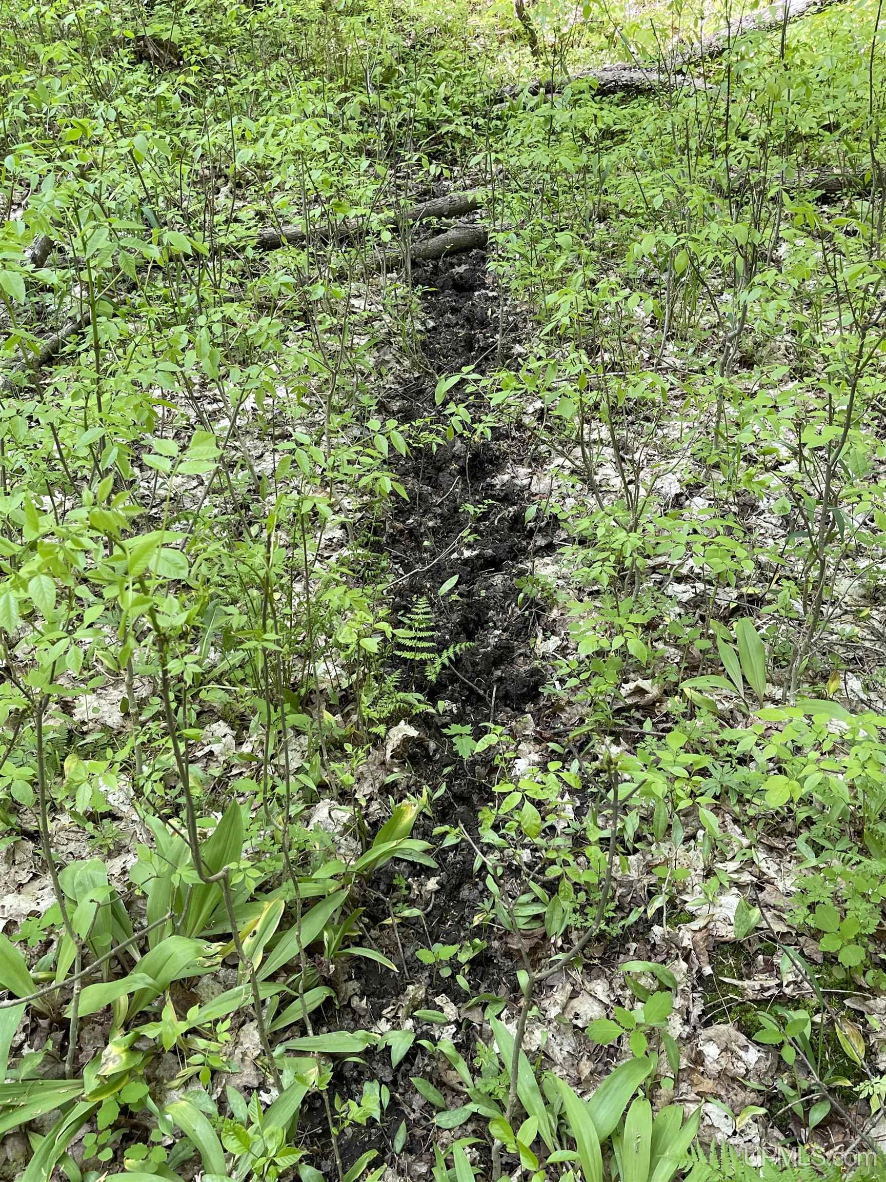Tbd Tbd Banking Ground Road Germfask, MI 49836 - Photo 31 of 36