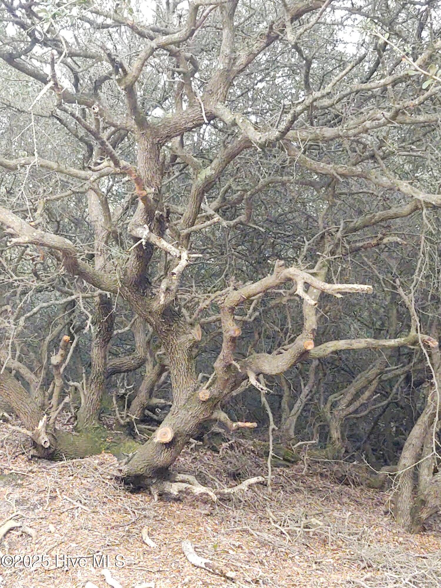 2356 Sandpiper Road Corolla, NC 27927 - Photo 23 of 27 Live Oak