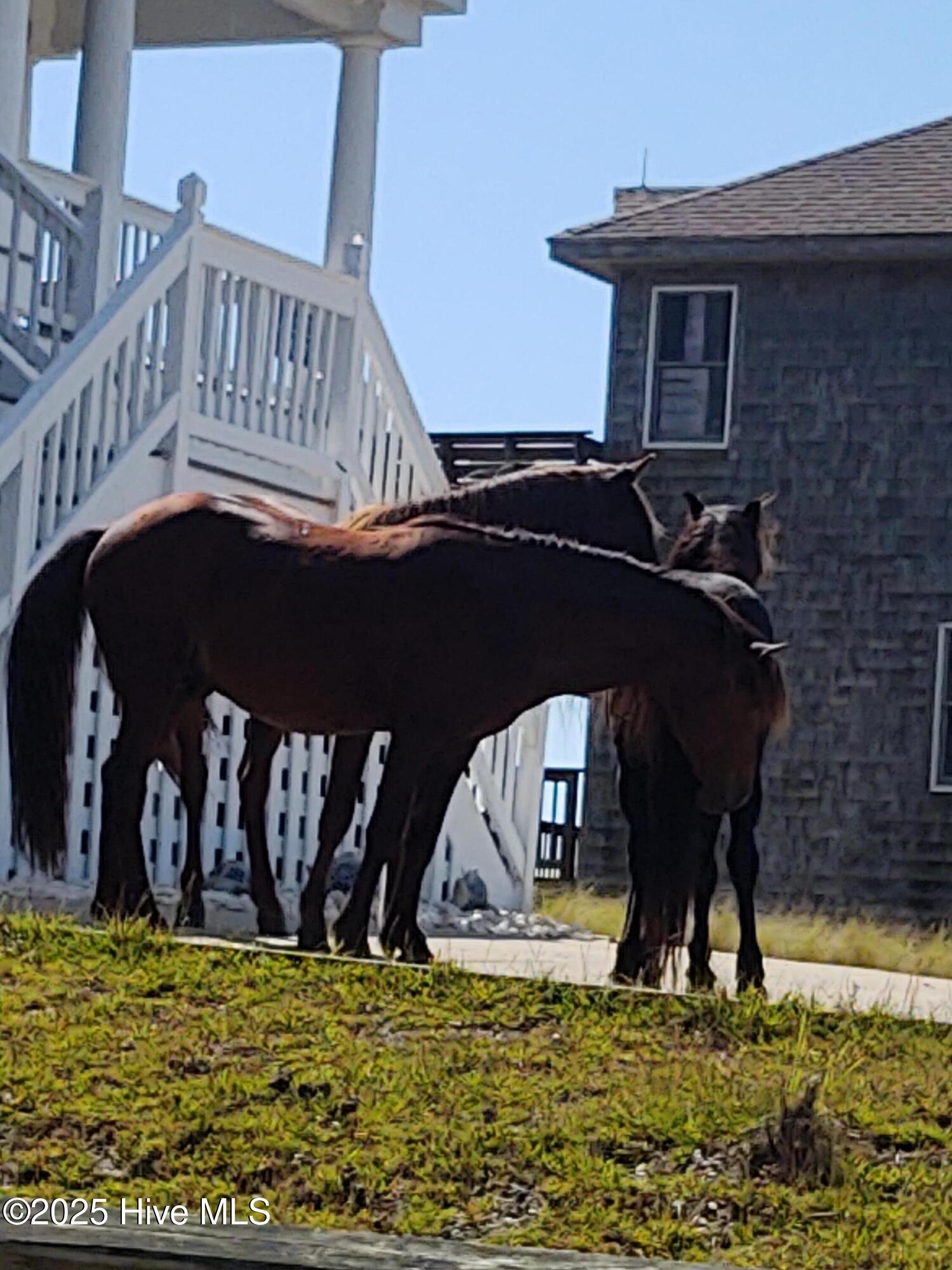 2356 Sandpiper Road Corolla, NC 27927 - Photo 27 of 27 Just look at us - don't feed us